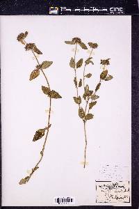 Calamintha clinopodium image