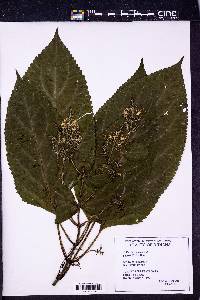 Collinsonia canadensis image