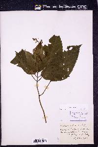 Collinsonia canadensis image