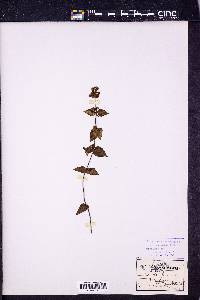 Image Associated With the Occurence