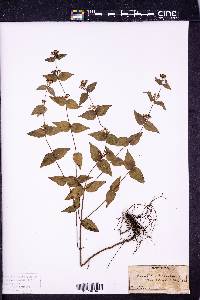 Image Associated With the Occurence