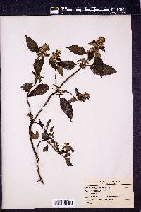 Galeopsis tetrahit image