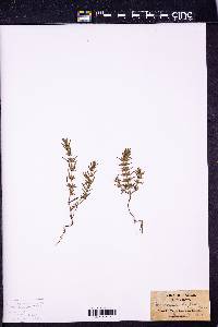 Hedeoma hispida image