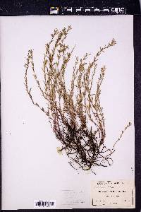 Hedeoma hyssopifolia image