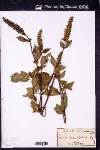 Agastache scrophulariifolia image