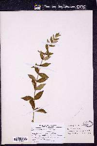 Lycopus sessilifolius image