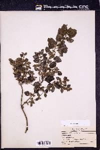 Melissa officinalis image