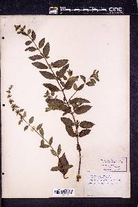 Mentha longifolia image