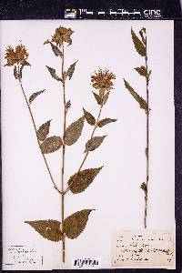 Monarda bradburiana image