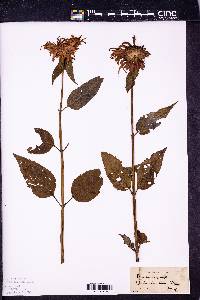 Monarda didyma image