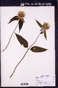 Image Associated With the Occurence