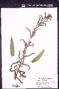 Epilobium parviflorum image