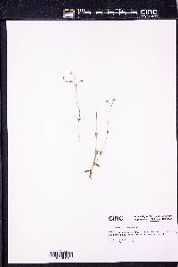 Cerastium fontanum subsp. vulgare image