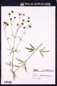 Coreopsis tripteris image