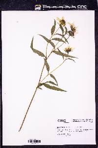 Helianthus grosseserratus image