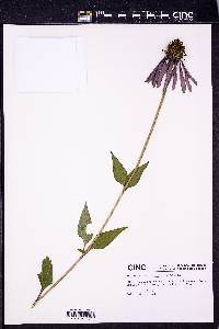 Echinacea purpurea image