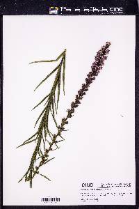 Liatris pycnostachya image