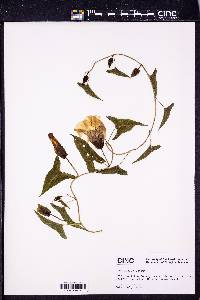 Calystegia sepium subsp. sepium image