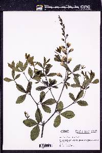 Baptisia alba image