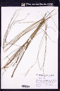 Carex oligosperma image