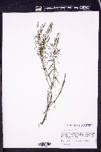 Epilobium leptophyllum image