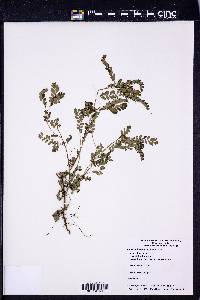 Phyllanthus amarus image