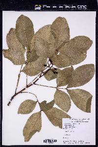 Melicoccus bijugatus image
