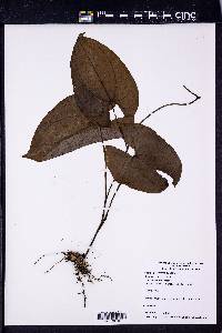 Dioscorea bulbifera image