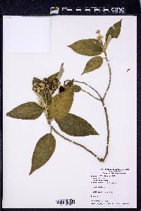 Solanum erianthum image