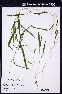 Leersia virginica image