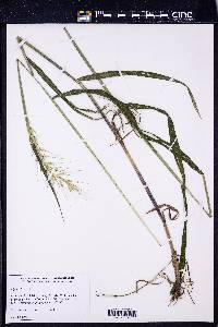 Elymus hystrix image