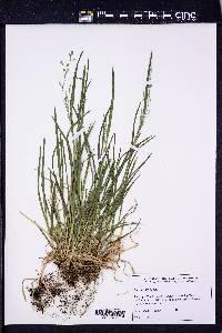 Poa alsodes image