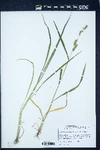 Echinochloa muricata var. microstachya image