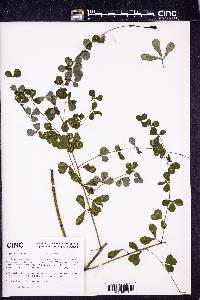 Baptisia tinctoria image