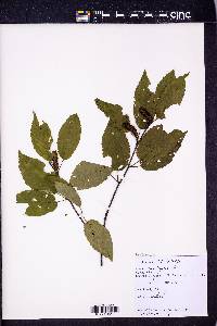 Betula lenta image