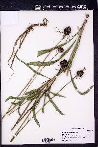 Echinacea sanguinea image