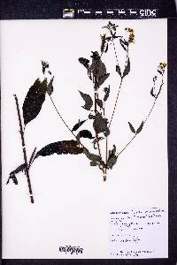 Helianthus microcephalus image