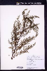 Artemisia annua image