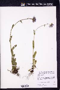 Erigeron pulchellus var. brauniae image