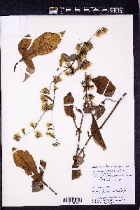 Nabalus altissimus image