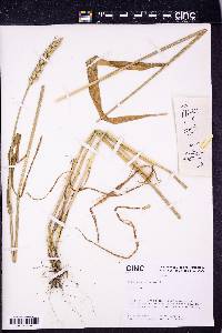 Triticum aestivum image