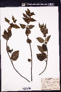 Lamium galeobdolon image