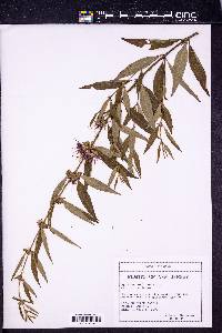 Hyssopus officinalis image