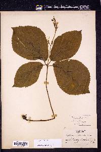 Collinsonia anisata image