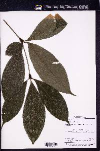 Cordia nodosa image