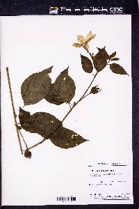 Browallia speciosa image
