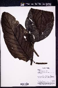 Image Associated With the Occurence