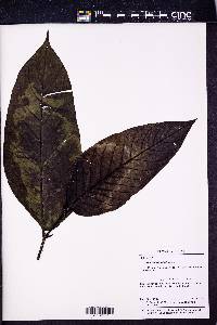 Image Associated With the Occurence