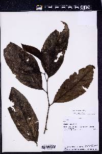 Piper arboreum image