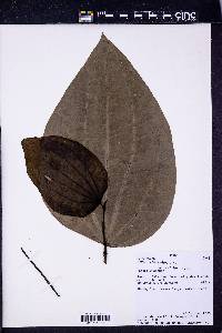 Piper reticulatum image